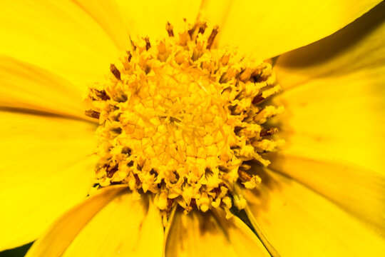 Vibrant Yellow Flower Center with Detailed Petals and Pollen Grains