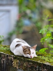 cat in the garden © Sanim 