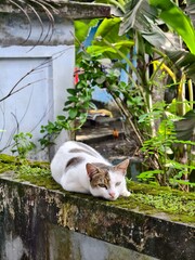 cat in the garden © Sanim 