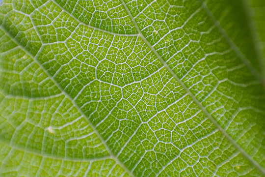 Macro Close up of a Vibrant Green Leaf with Detailed Vein Structure
