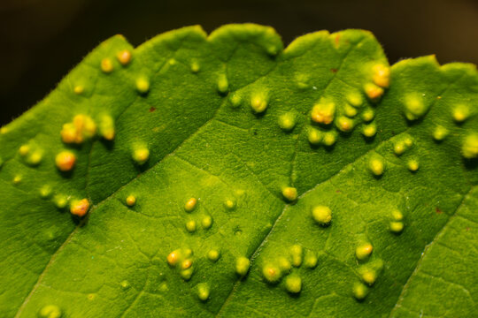 Macro View of Bright Green Leaf Surface Covered in Spherical Plant Galls