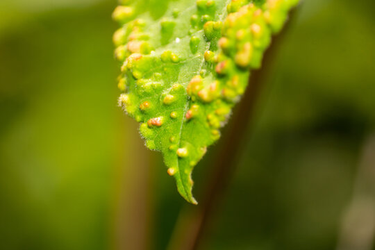 Macro Close up of Green Leaf Affected by Reddish yellow Plant Galls