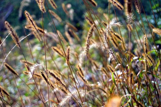 Golden Foxtail Grass in Soft Autumn Sunlight with Natural Bokeh