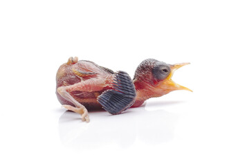 Hungry Newborn Baby Bird Opening Beak Wide Isolated on White Background © Hidayat Kai