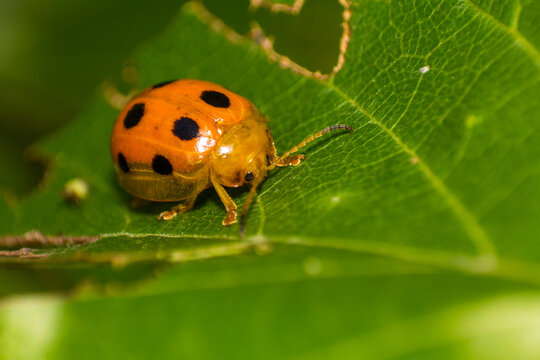 Orange Ladybug with Black Spots Resting on a Green Leaf with Small Holes
