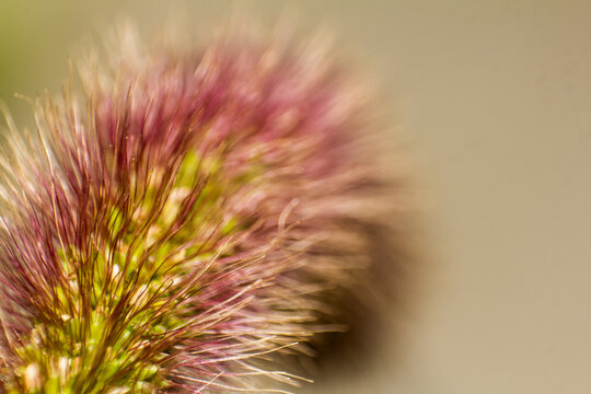 Close up of Vibrant Fuzzy Plant Filaments with Soft Natural Background