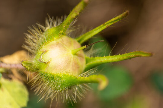 Close up of a Vibrant Green Plant Bud Covered in Sharp, Delicate Hairs