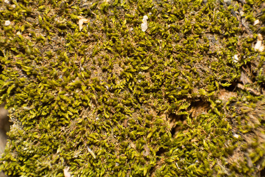 Vibrant Green Moss Growing on a Textured Natural Surface, Macro View