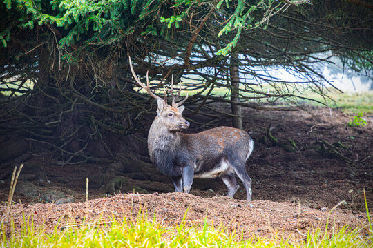 Cerf