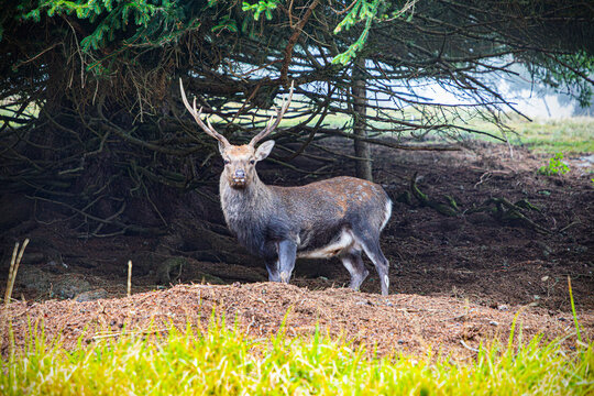 Cerf