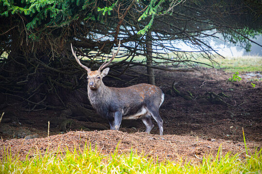 Cerf
