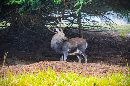 Cerf