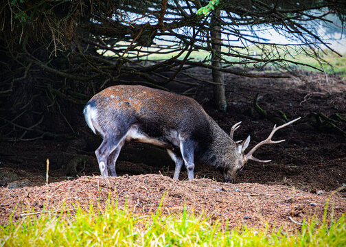 Cerf
