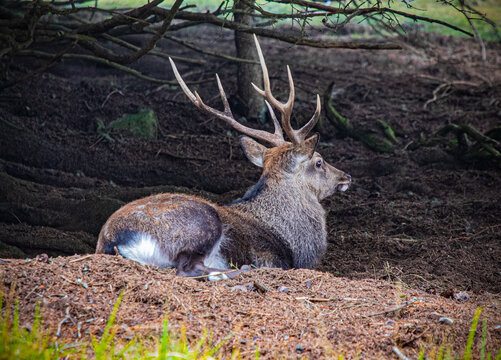Cerf