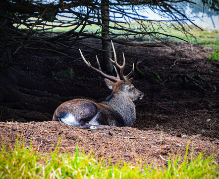 Cerf