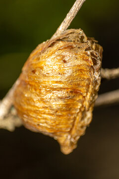 Close up of a Praying Mantis Ootheca egg Case Attached to a Dry Branch