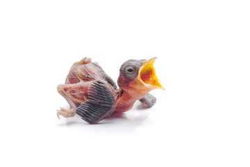 Hungry Newborn Baby Bird Opening Beak Wide Isolated on White Background © Hidayat Kai