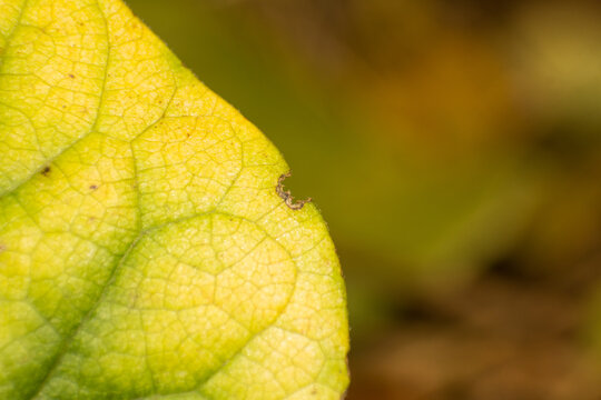 Close up of a Vibrant Yellow Leaf with Intricate Veins and a Small Bite Mark