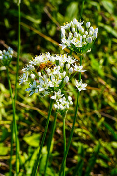 Honeybee Pollinating Delicate White Chive Flowers in a Vibrant Green Garden
