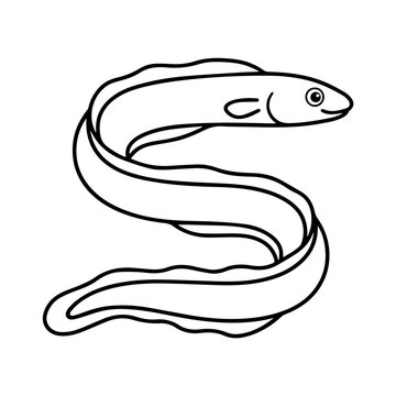 Eel Illustration