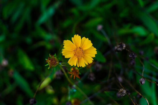 Bright Yellow Flower with Detailed Petals Against a Soft Green Bokeh Background