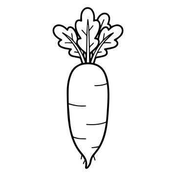 Daikon Radish