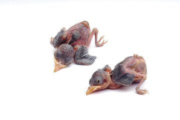 Two Newborn Baby Birds Lying Down Isolated on White Background © Hidayat Kai
