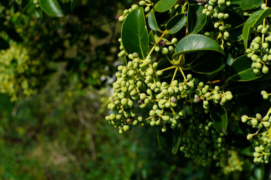 Vibrant Green Unripe Berries Clustered on a Branch with Lush Green Leaves