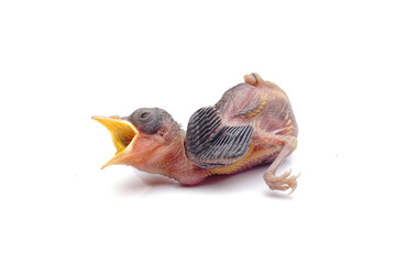 Hungry Newborn Baby Bird Opening Beak Wide Isolated on White Background © Hidayat Kai