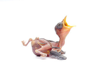 Hungry Newborn Baby Bird Opening Beak Wide Isolated on White Background © Hidayat Kai