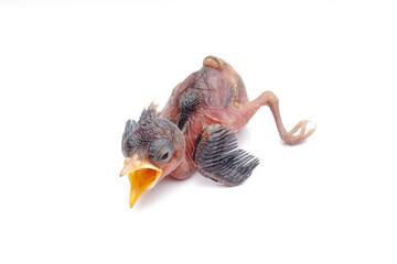 Hungry Newborn Baby Bird Opening Beak Wide Isolated on White Background © Hidayat Kai