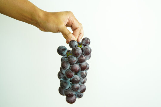 Hand Holding Fresh Ripe Dark Grapes Against a Clean White Background