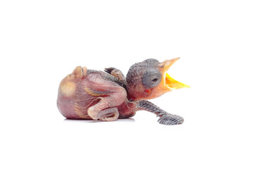 Hungry Newborn Baby Bird Opening Beak Wide Isolated on White Background © Hidayat Kai