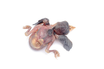 Newborn Baby Bird Lying Down Isolated on White Background © Hidayat Kai