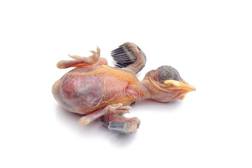 Newborn Baby Bird Lying Down Isolated on White Background © Hidayat Kai