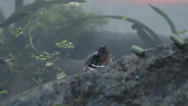 Close-up to a cute Philippine box turtle (Cuora philippinensis) peeking over a rock eyeing the food pellet on top in a freshwater pond