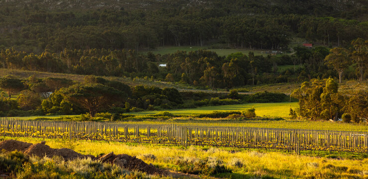vineyard, farm land, trees, klein mountains at sunset, stanford, south africa, 