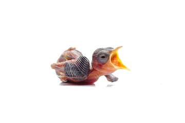 Hungry Newborn Baby Bird Begging for Food Isolated on White Background © Hidayat Kai