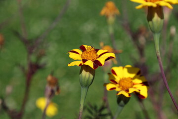 Fototapeta premium Vivid marigold flower surrounded by colorful blooms in a summer garden