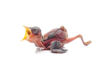 Hungry Newborn Baby Bird Begging for Food Isolated on White Background © Hidayat Kai