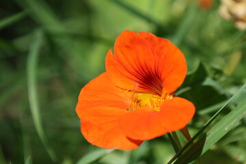 Fototapeta premium Orange Nasturtium flower creating a colorful summer garden display, Tropaeolum majus