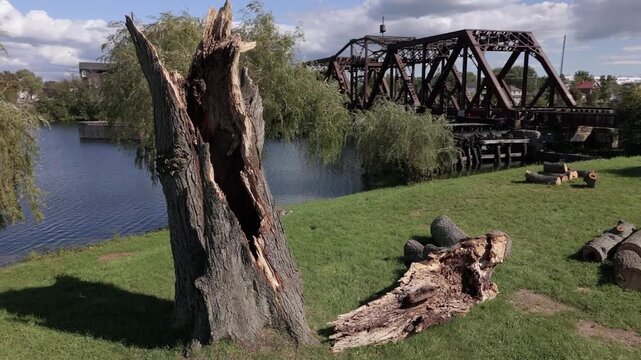 Drone panning around split open tree trunk with bridge and waterway in background
