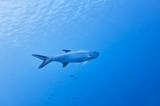 Large silver tarpon swimming in clear blue ocean with schooling
