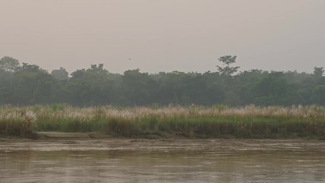 Sunset Birds Flying over Chitwan River, Common Cattle Egret Birds in Flight at Sunset in Chitwan National Park, Birdlife and Birds of Nepal