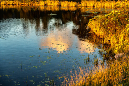 placid pond, water lilies, and reflections, Stanford, South Africa