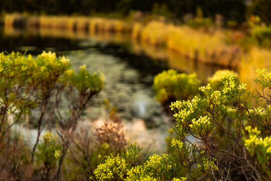 placid pond, water lilies, and reflections, Stanford, South Africa