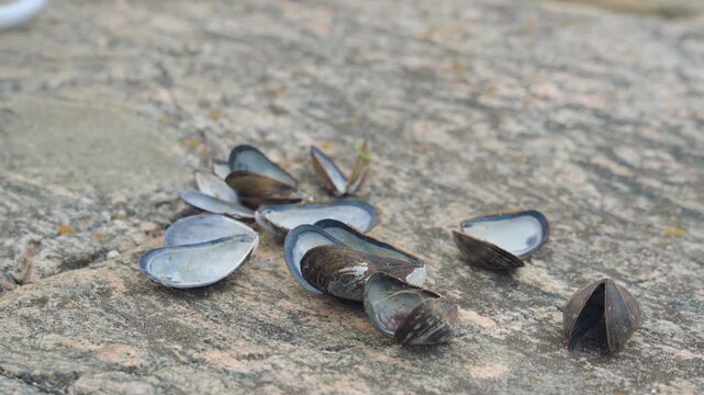 Clam shells on a rock