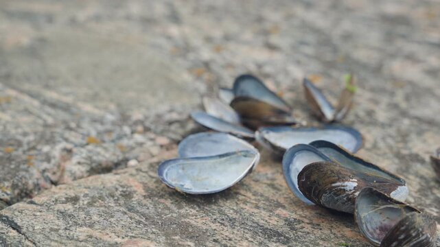 Open clam shells on a rock