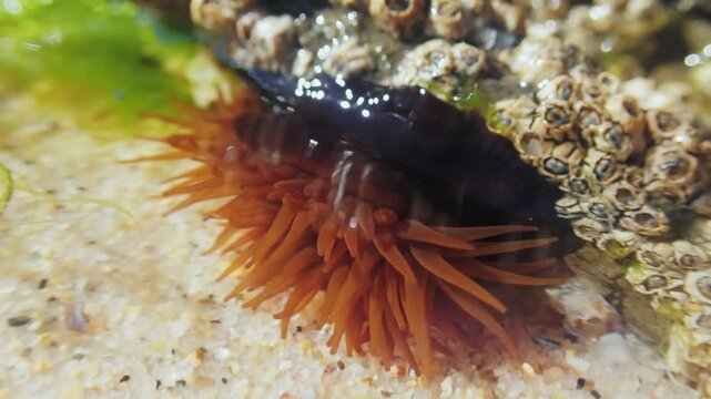 4K macro shot of a reddish beadlet sea anemone (Actinia equina) extending tentacles next to barnacle-covered rock on sandy seabed. Detailed view of tidal pool invertebrate wildlife.