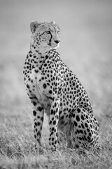 Mono cheetah sitting in grass turning right © Nick Dale